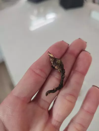 plant/1 CORM Alocasia Dragon Scale Albo-0-thumbnail