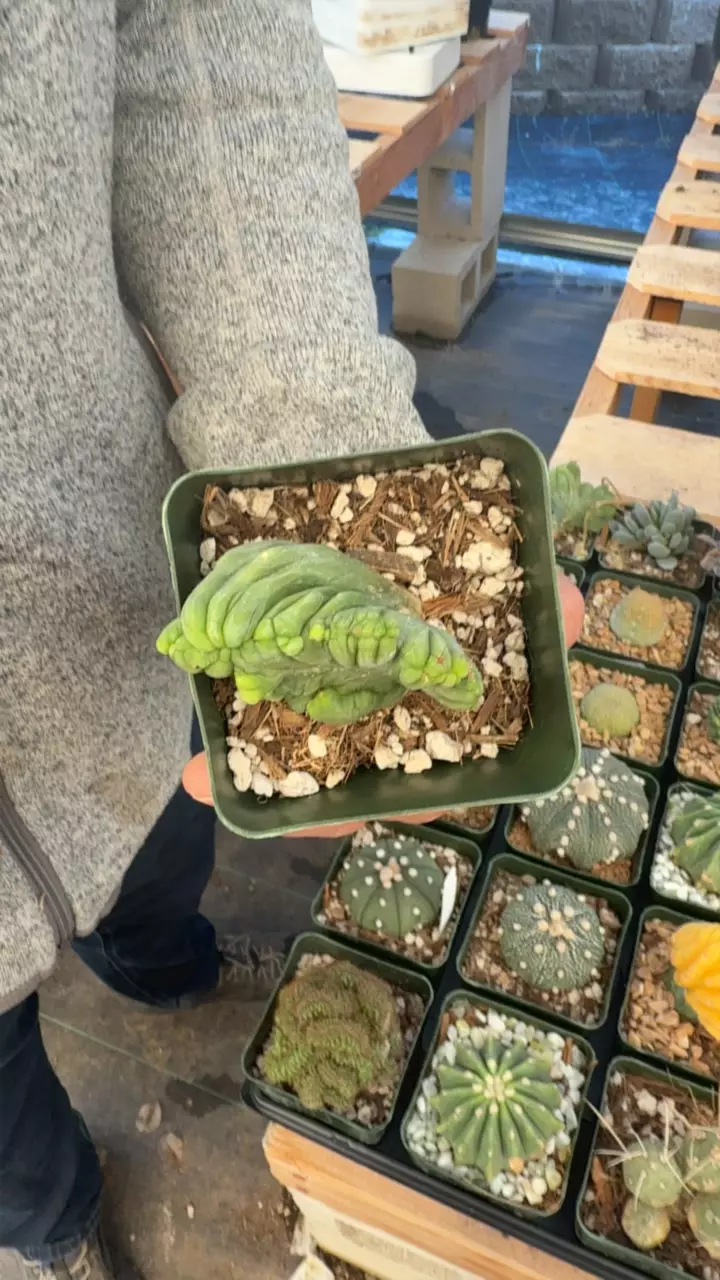 plant/Crested penis cactus | 4”-0