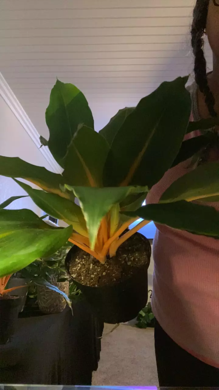 plant/Green leaf /orange stem plant-0