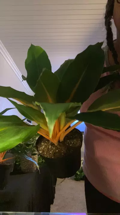 plant/Green leaf /orange stem plant-0-thumbnail