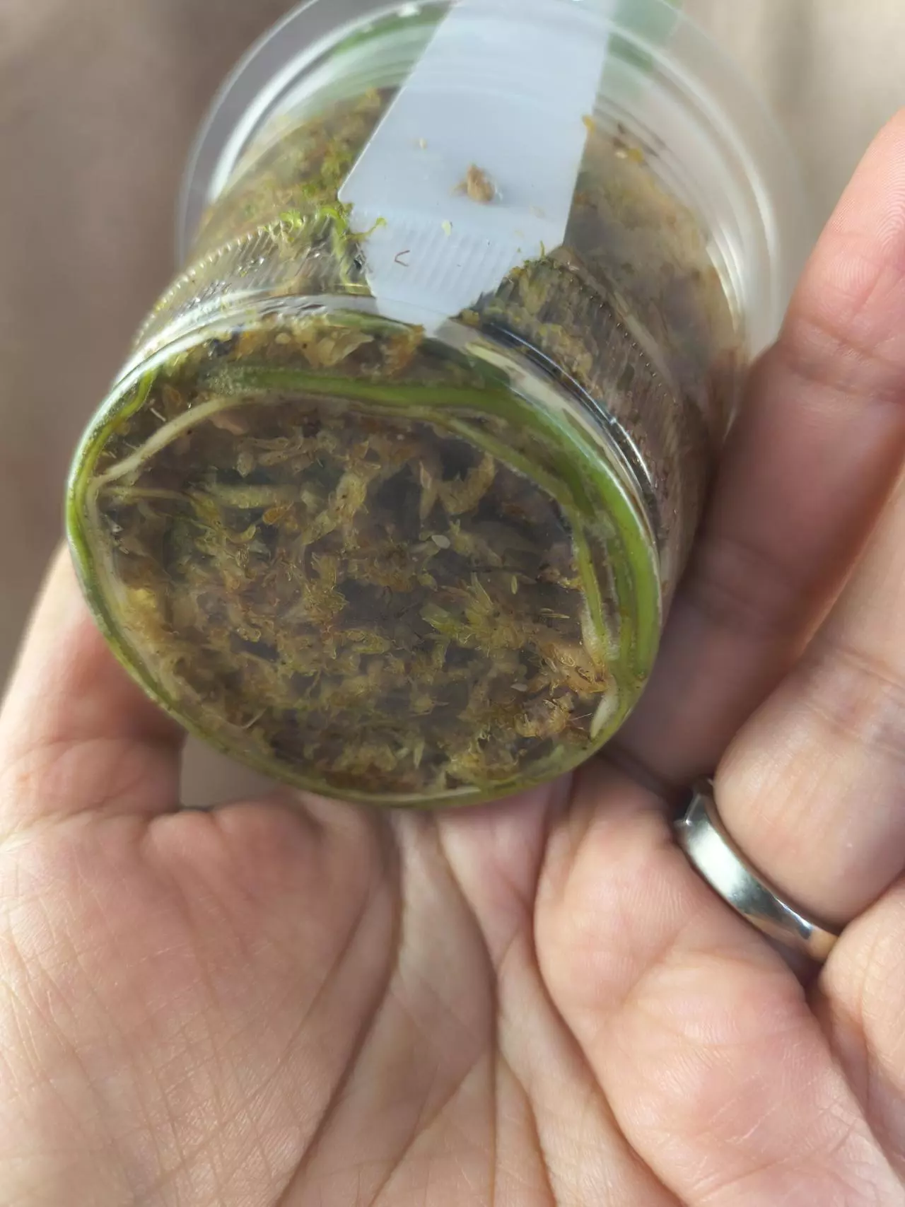 plant/🦄 Scindapsus Fatamorgana-1