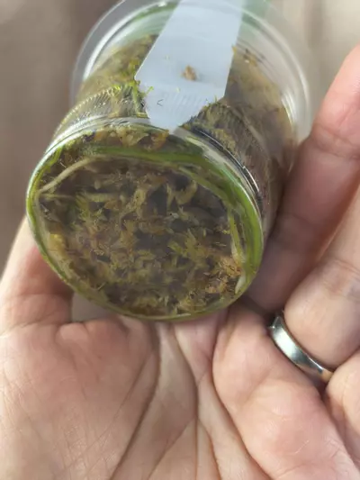 plant/🦄 Scindapsus Fatamorgana-1-thumbnail