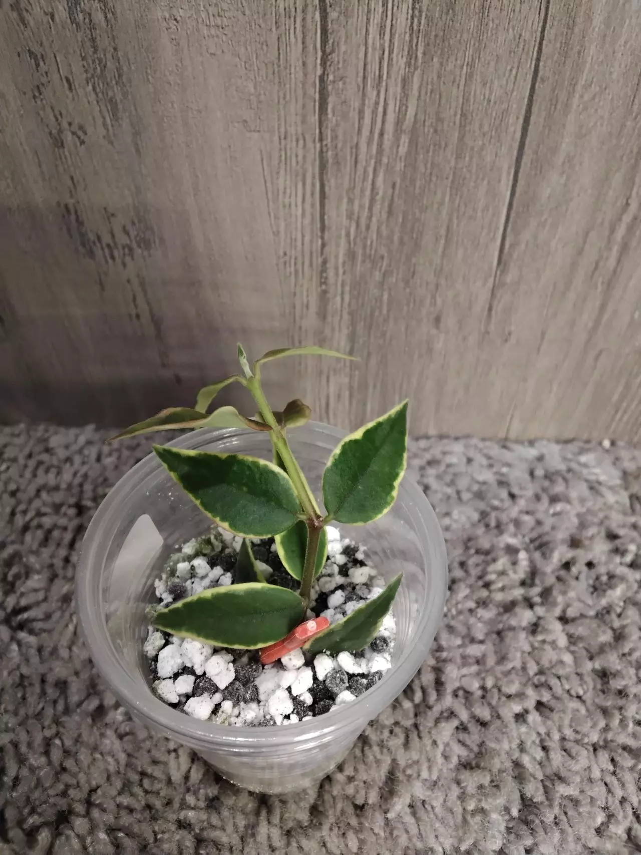 plant/hoya Bella outer variegated #2-0