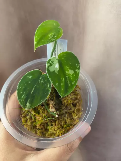 plant/🦄 Scindapsus Fatamorgana-0-thumbnail