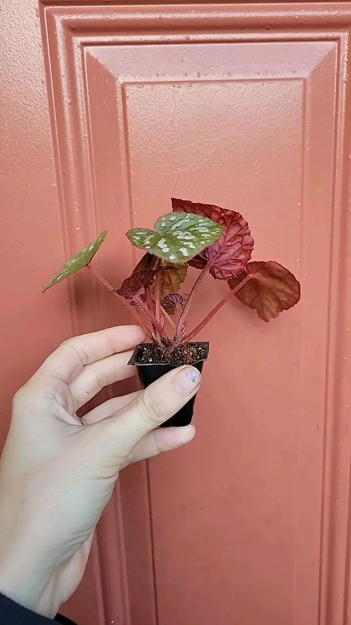 plant/Begonia Betsy starter-1