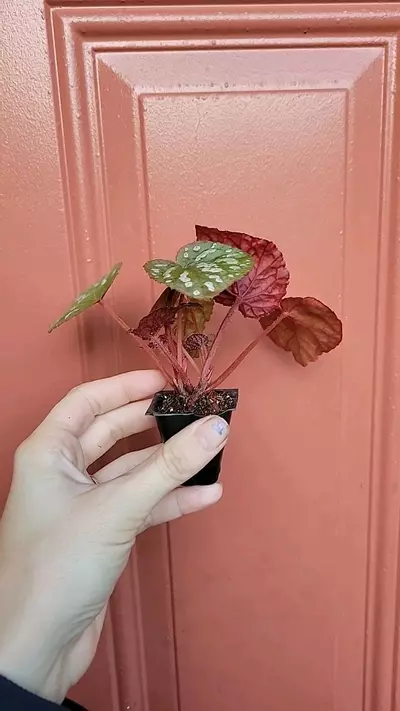 plant/Begonia Betsy starter-1-thumbnail