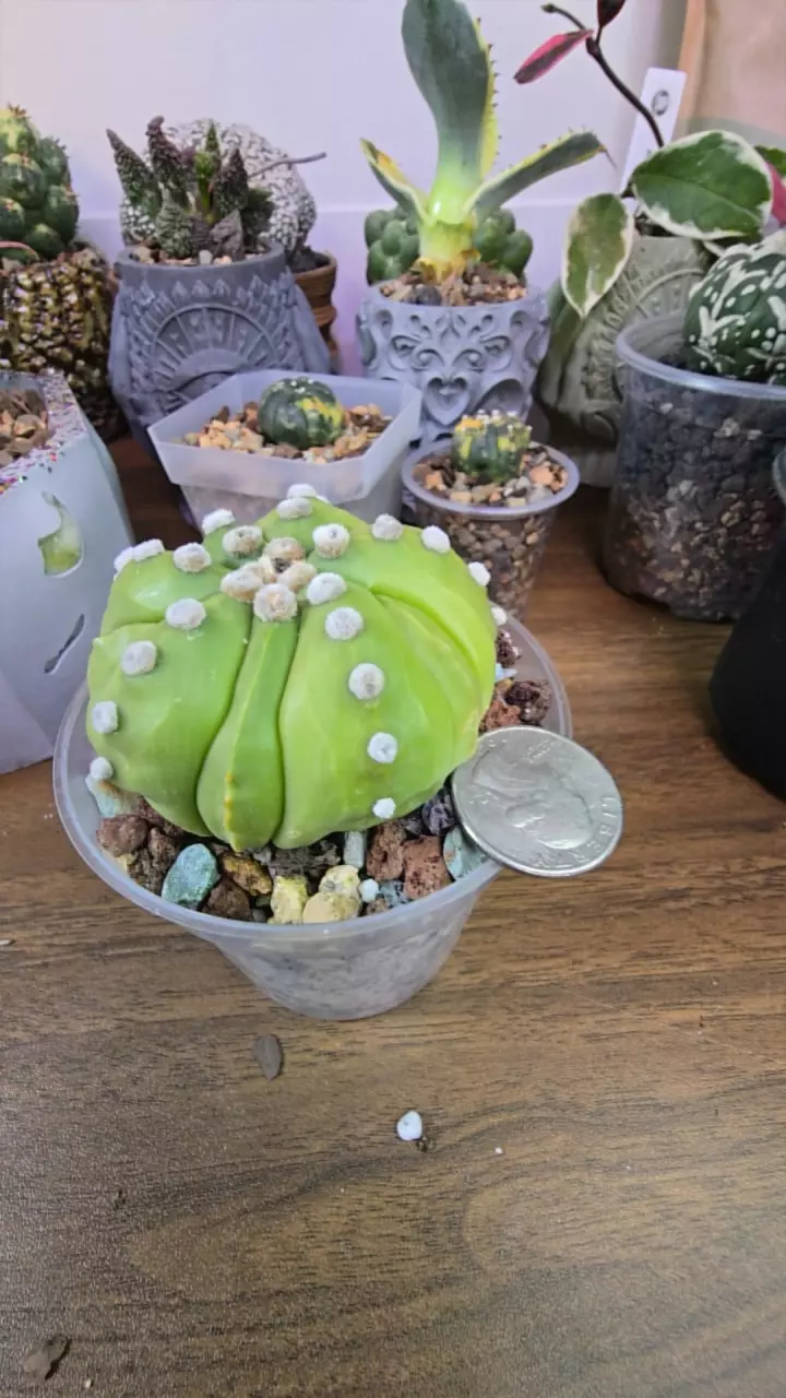 plant/Green Goblin-0