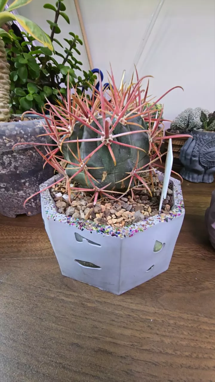 plant/Ferocactus CactiDugo Planter-0