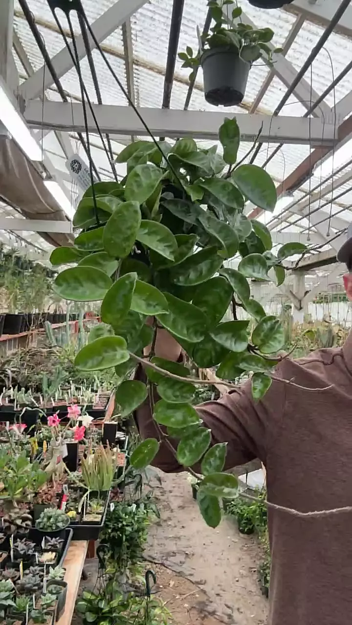 plant/h287 krinkle-0