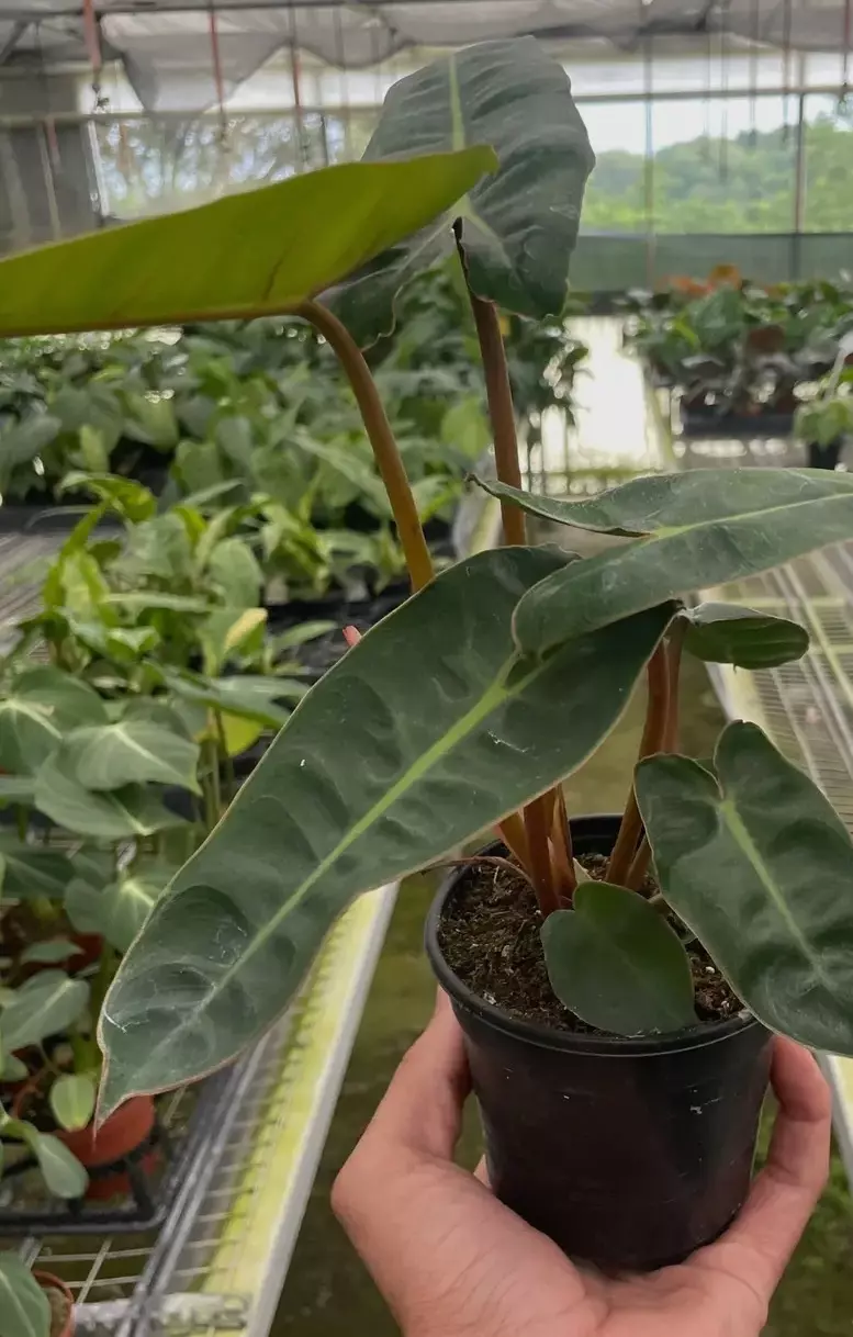 plant/philodendron Billie #2-0