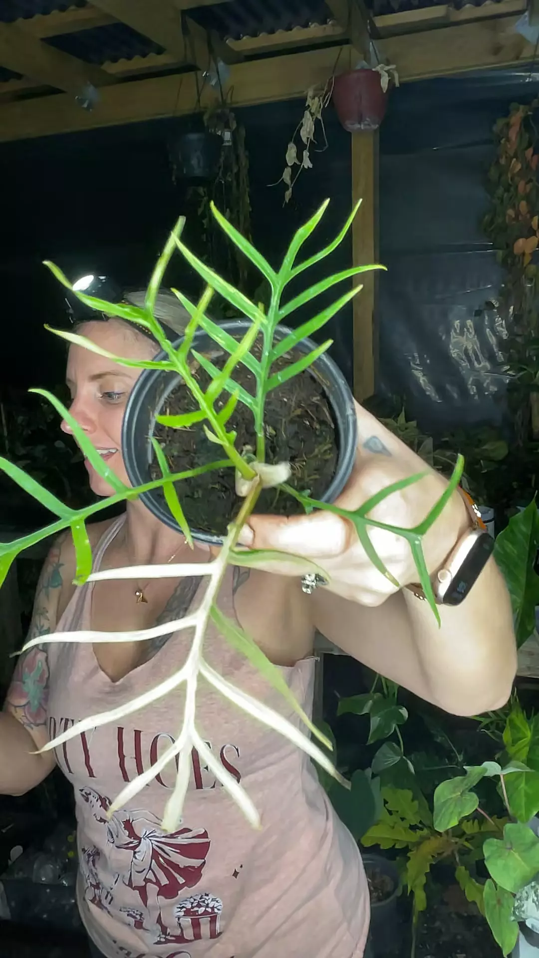 plant/0433 v. tortum-0