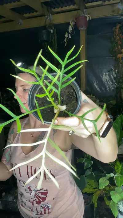 plant/0433 v. tortum-0-thumbnail