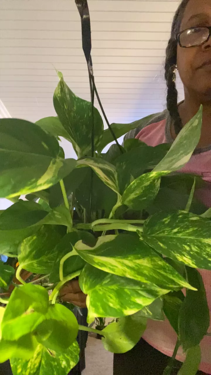 plant/Yellow Flame-0