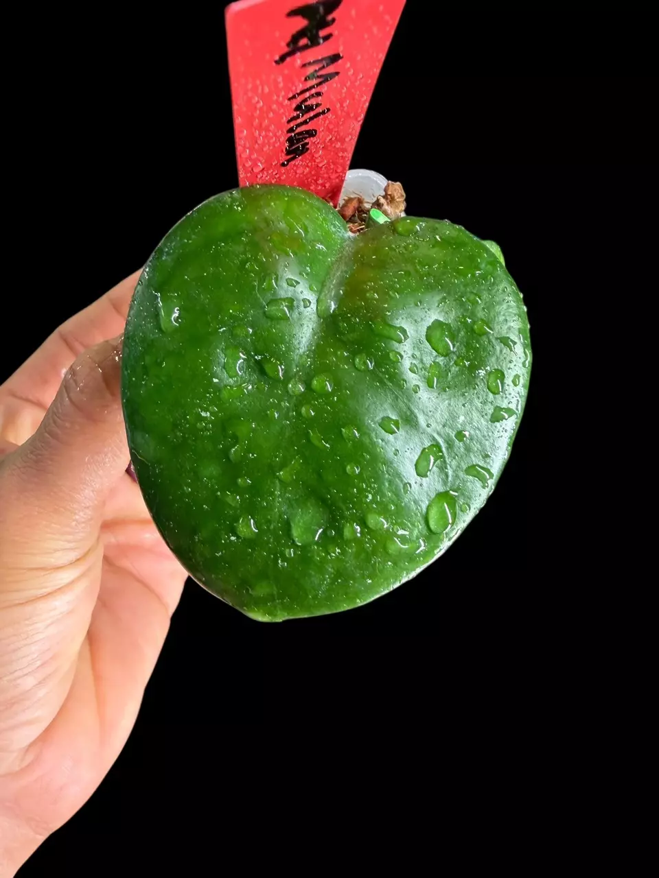 plant/242 AH Mulan-0