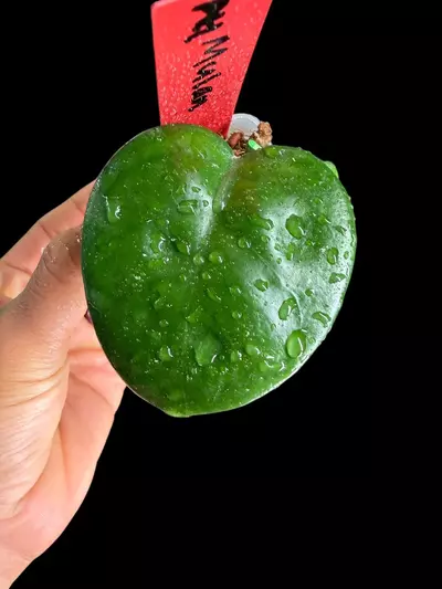 plant/242 AH Mulan-0-thumbnail