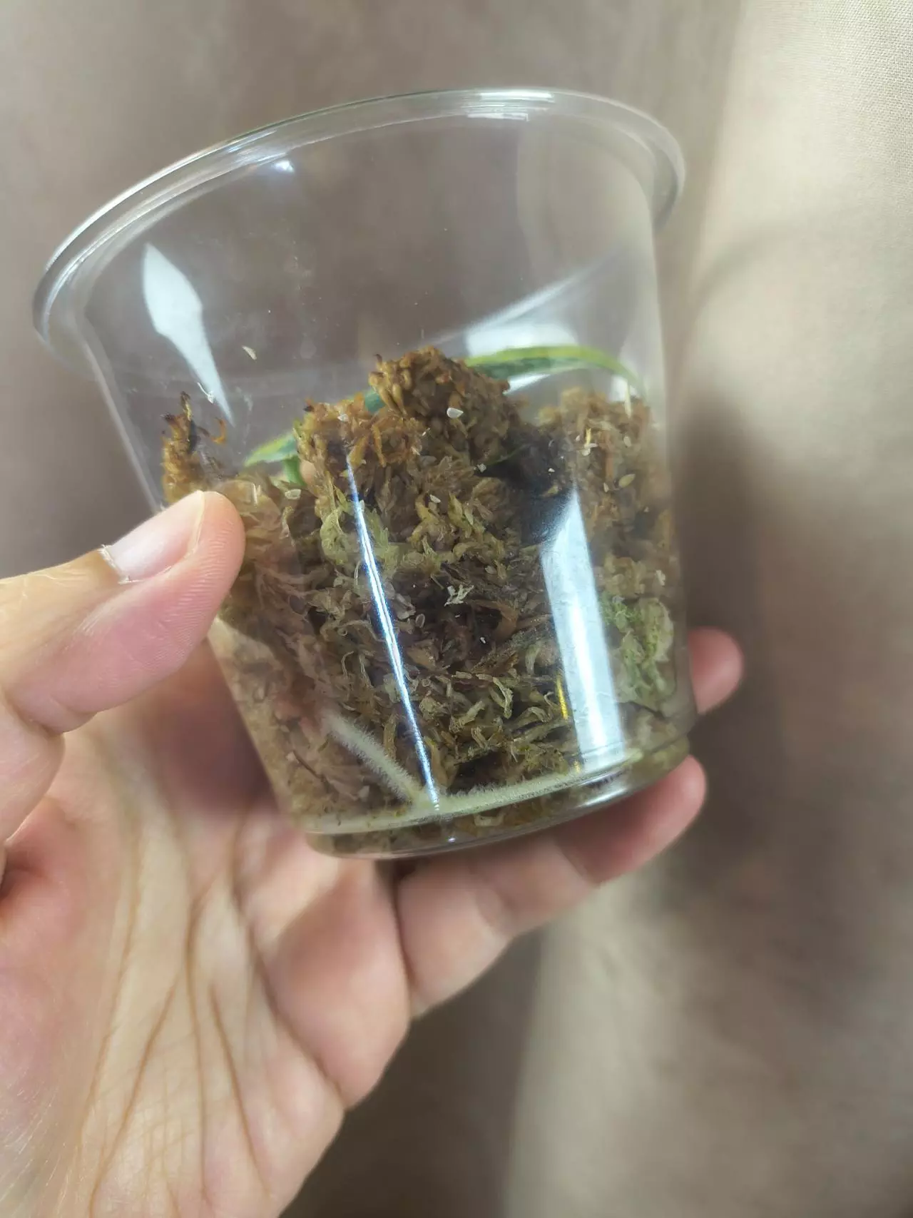 plant/Scindapsus Senopati-1