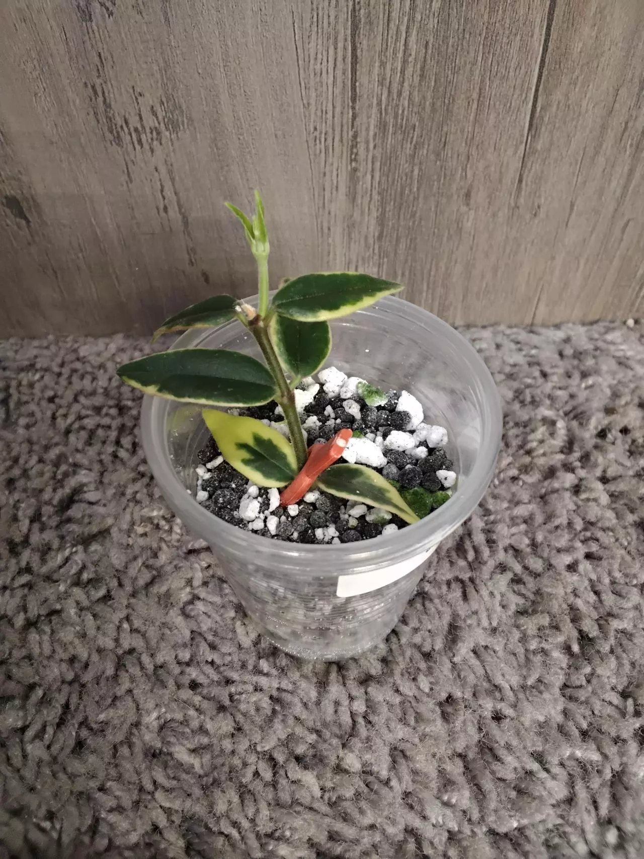 plant/hoya Bella outer variegated #3-0