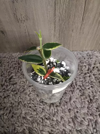 plant/hoya Bella outer variegated #3-0-thumbnail