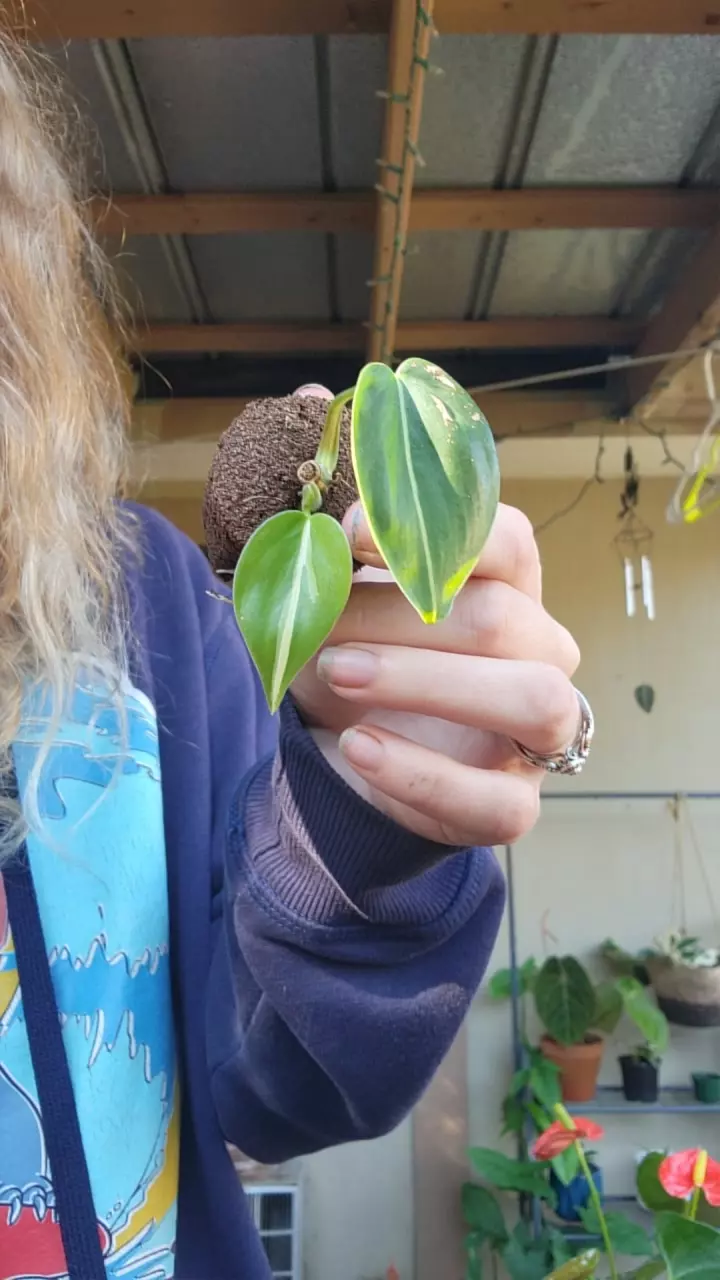 plant/Philo cream splash starter-0