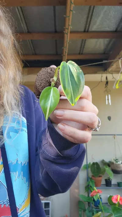 plant/Philo cream splash starter-0-thumbnail