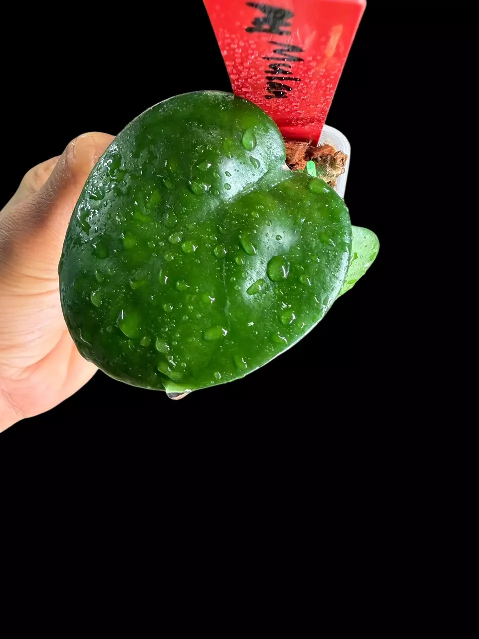 plant/242 AH Mulan-3