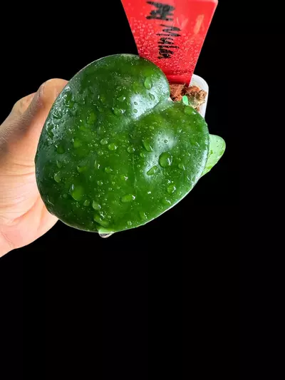 plant/242 AH Mulan-3-thumbnail