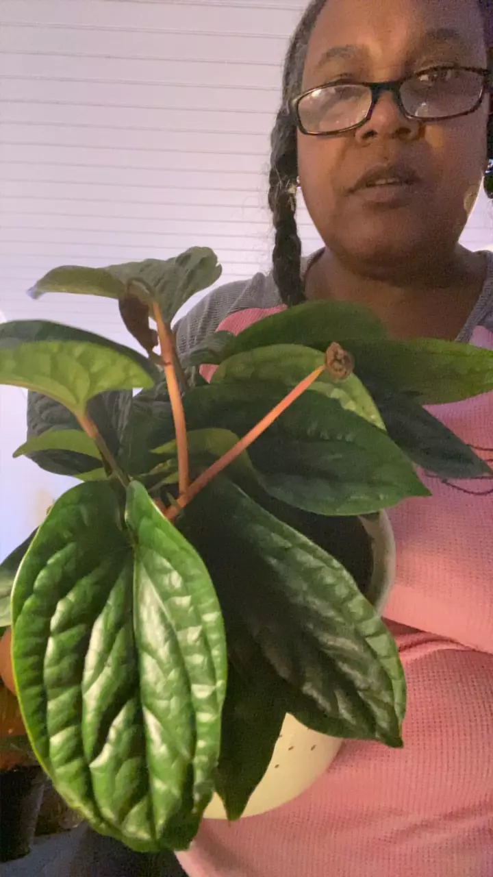 plant/Anthurium Lux 6 inch-0