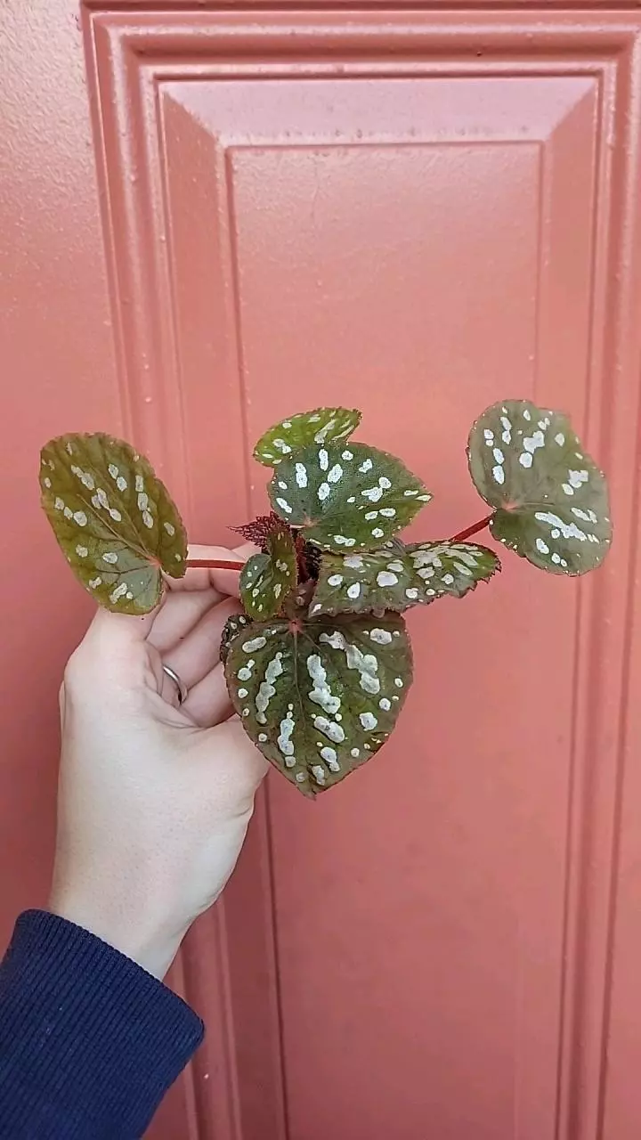 plant/Begonia Betsy starter-0