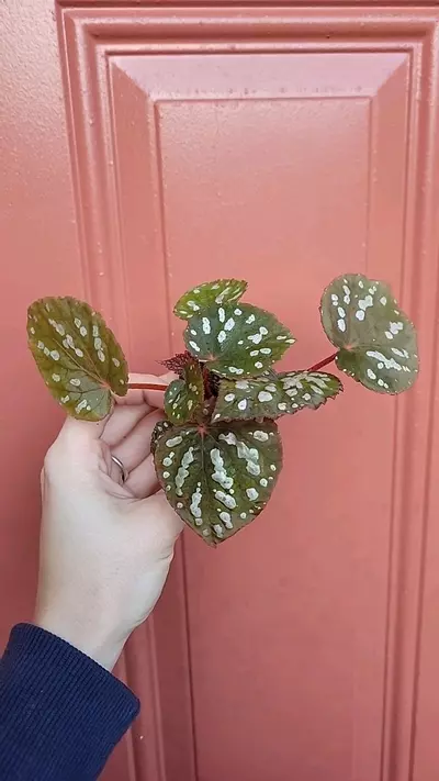 plant/Begonia Betsy starter-0-thumbnail