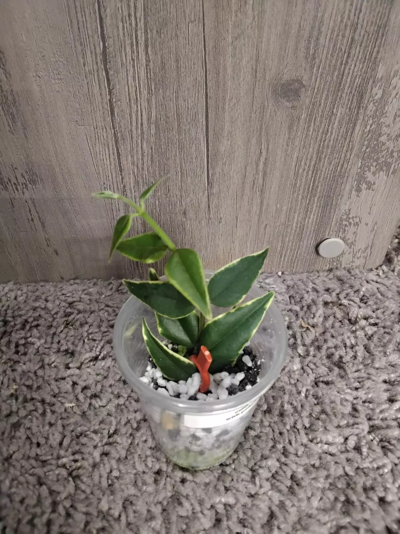 plant/hoya Bella outer variegated #1-0