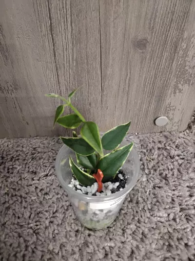 plant/hoya Bella outer variegated #1-0-thumbnail