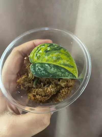 plant/Scindapsus Senopati-0-thumbnail