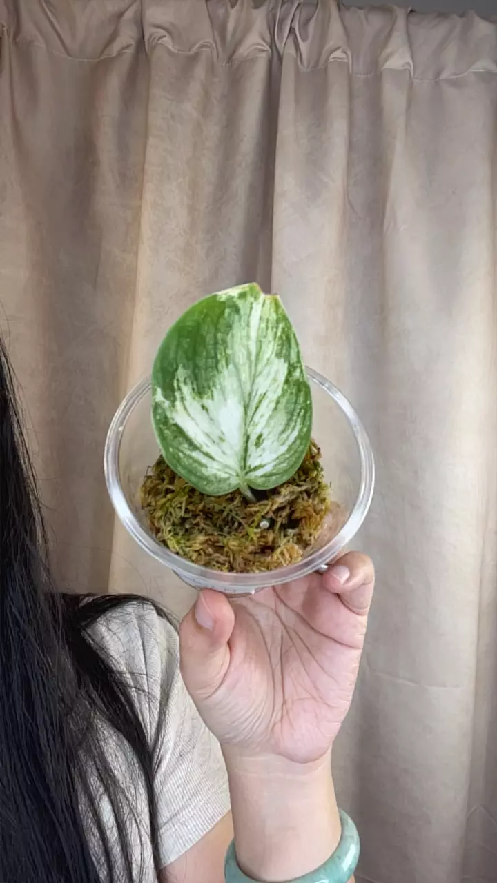 plant/Scindapsus Infinity-0