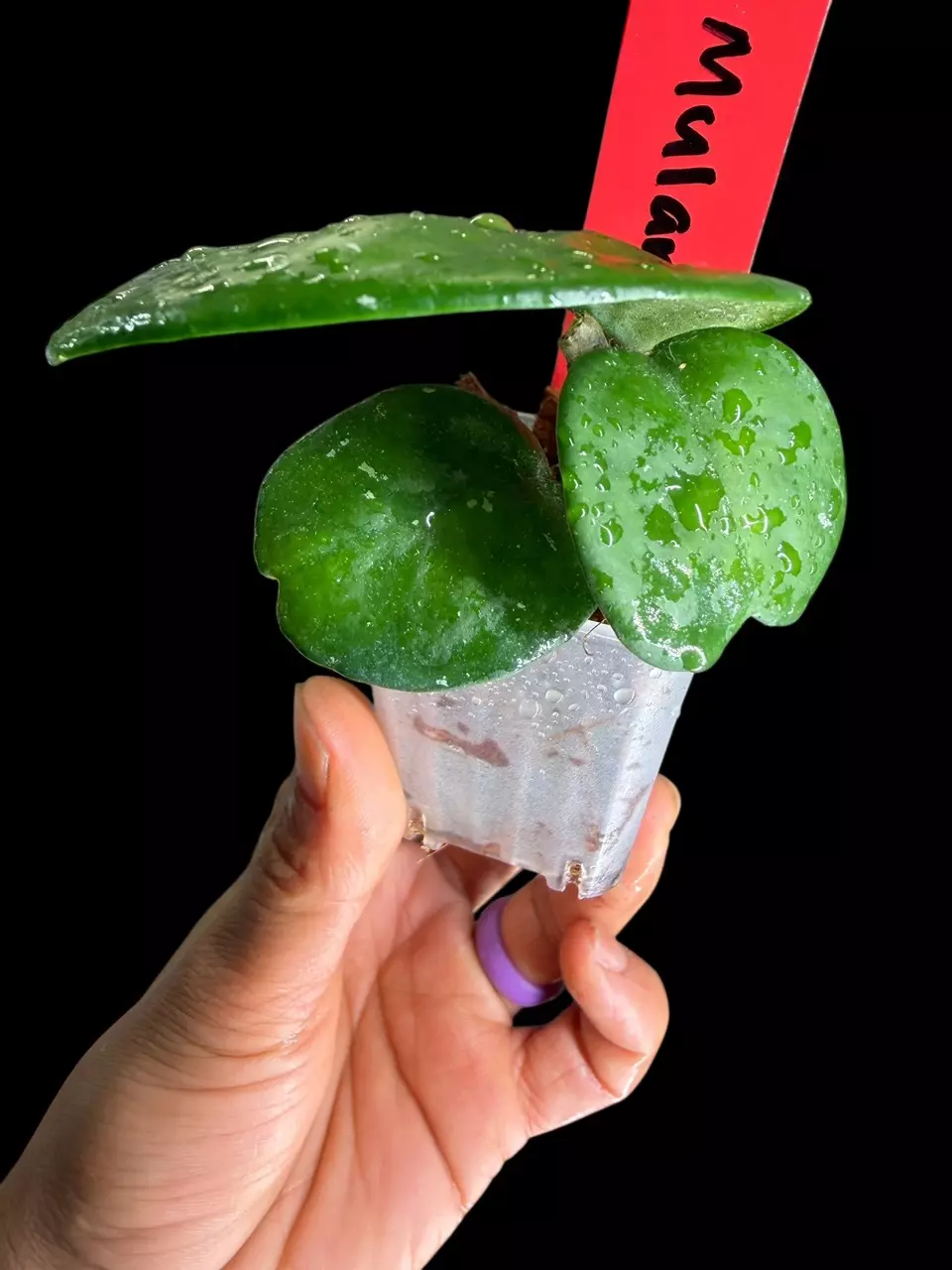 plant/242 AH Mulan-1