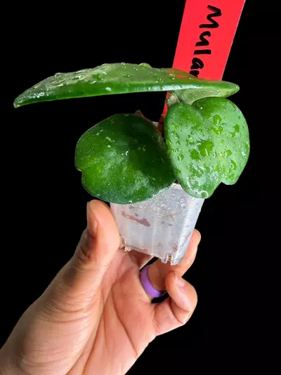 plant/242 AH Mulan-1-thumbnail