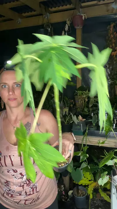 plant/0434 variegated papaya tree-0-thumbnail