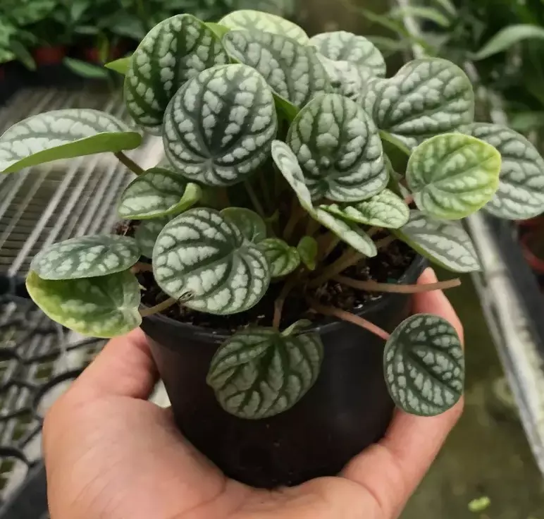 plant/peperomia burbella-0