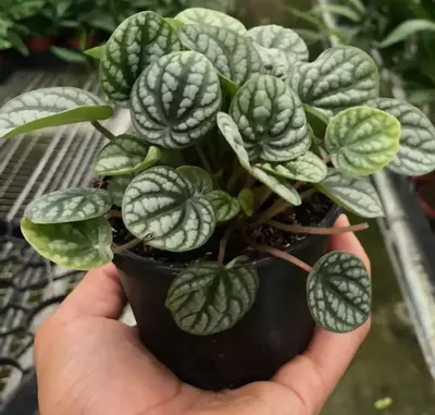 plant/peperomia burbella-0-thumbnail