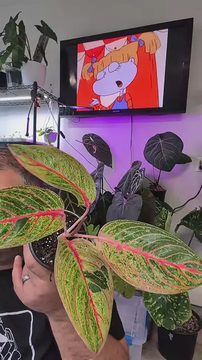 plant/aglonema Siam aurora-0-thumbnail