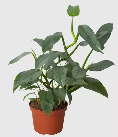 plant/philodendron silver sword-0-thumbnail