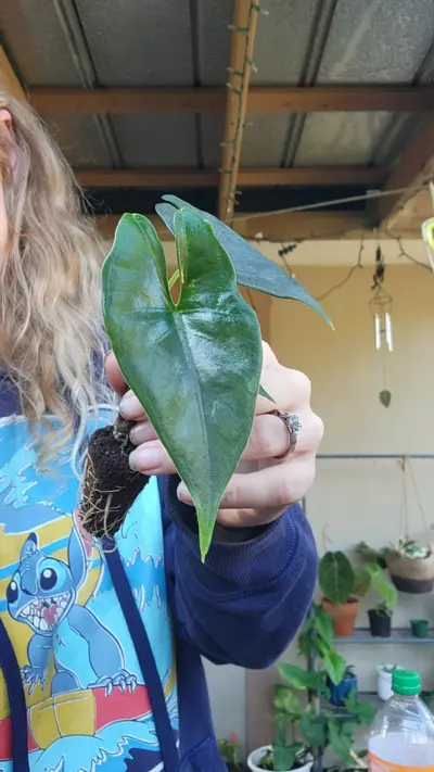 plant/princeps starter-0-thumbnail