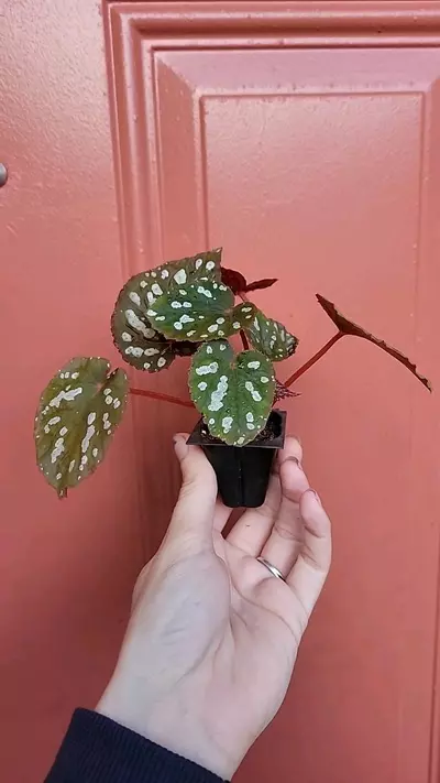 plant/Begonia Betsy starter-2-thumbnail