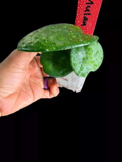 plant/242 AH Mulan-2-thumbnail