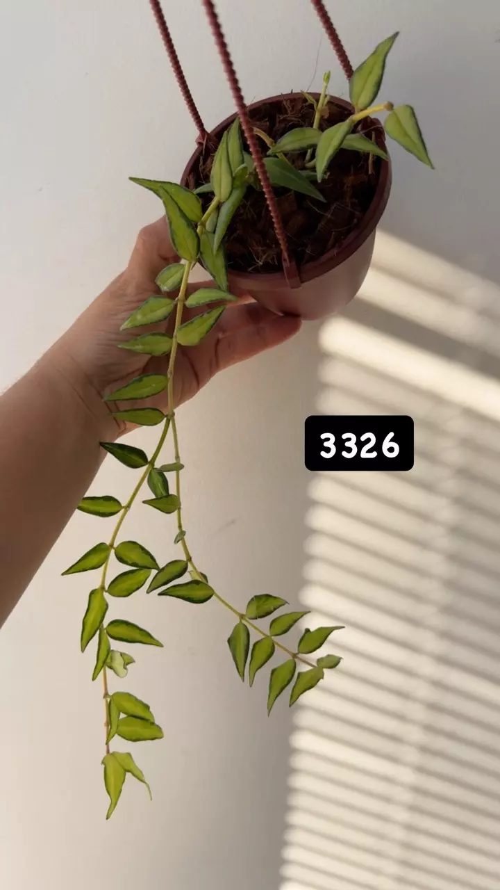 plant/3326 Bella Luis bois-0