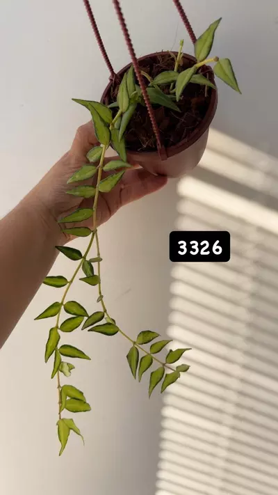 plant/3326 Bella Luis bois-0-thumbnail