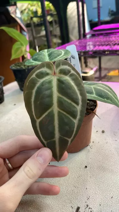 plant/A. LEGENDS (Zara/Mich) x OG Carla - 3” - (FAH)-0-thumbnail