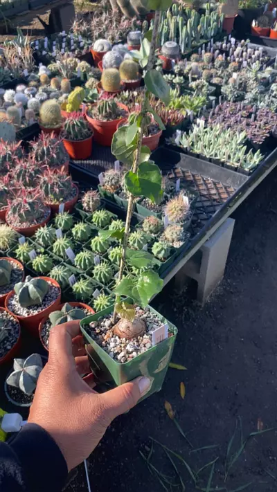 plant/dioscorea elephantipes-0-thumbnail