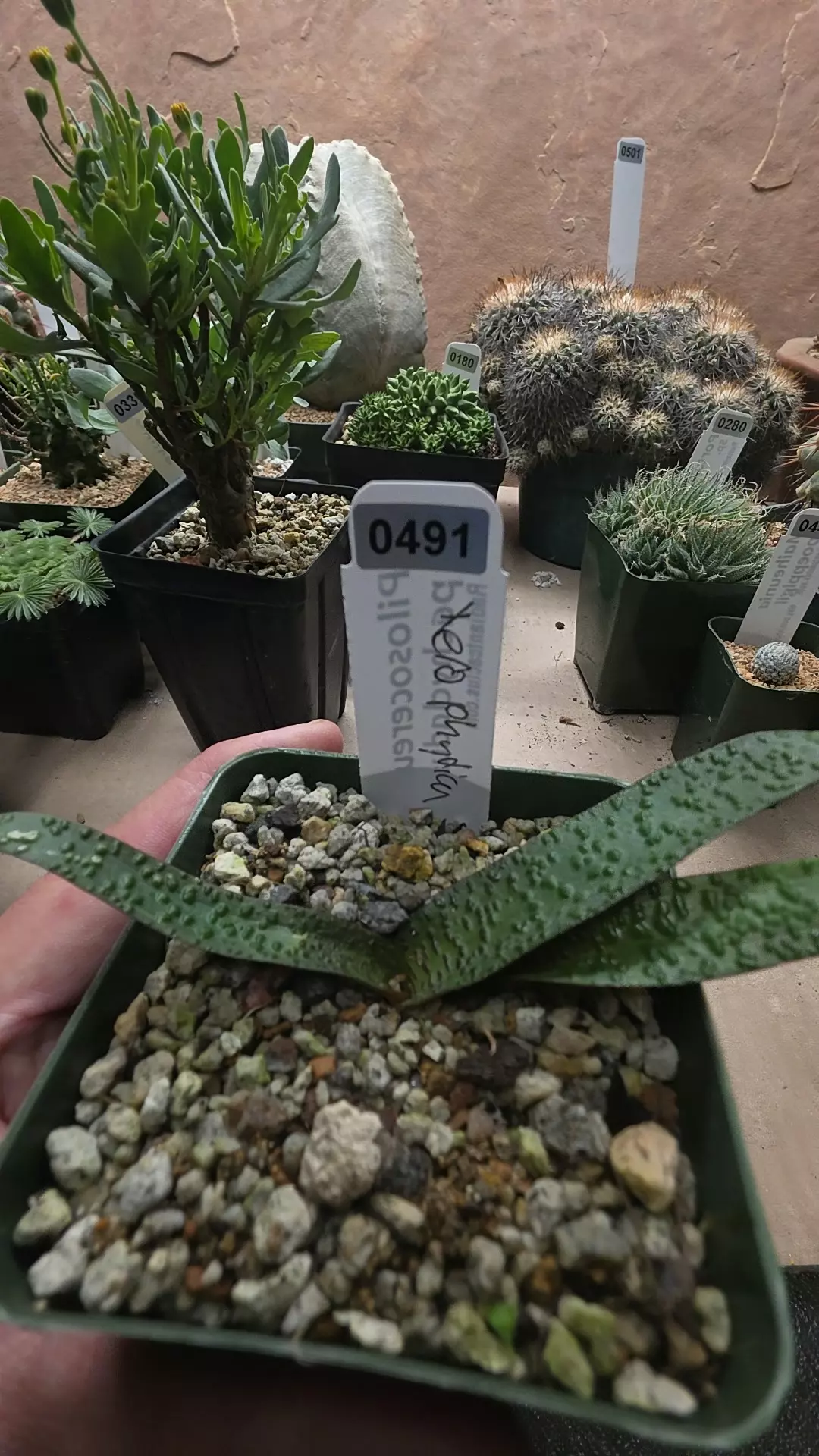 plant/Lachenalia unicolor-0