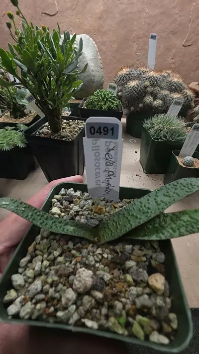 plant/Lachenalia unicolor-0-thumbnail