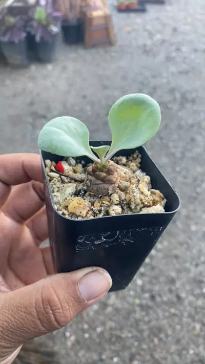 plant/Othonna hybrid-0-thumbnail